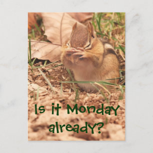Is it Monday already? Chipmunk Postcard