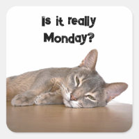 Is It Really Monday? Funny Abyssinian Cat Meme