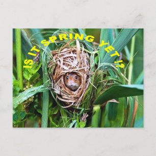 IS IT SPRING YET ? POSTCARD