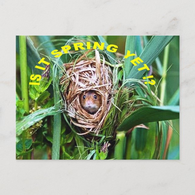 IS IT SPRING YET ? POSTCARD (Front)