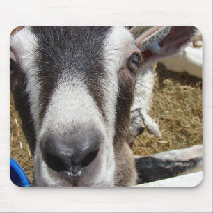 Is That Camera Food? Mouse Pad