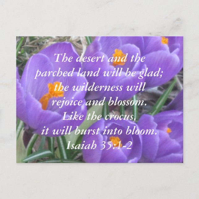 Isaiah 35:1-2 ~ The Crocus Postcard (Front)