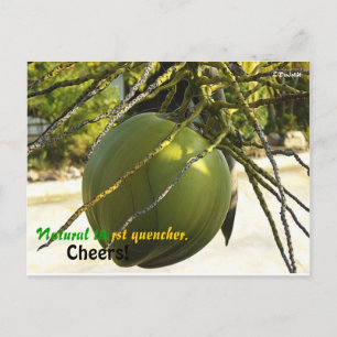 Island (Coconut) Postcard
