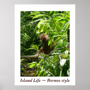 Island Life ~ Borneo style Poster