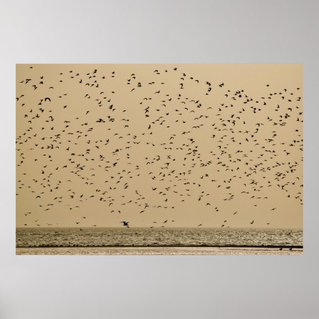 Island of birds poster (Front)