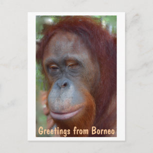Island of Borneo Orangutan Postcard