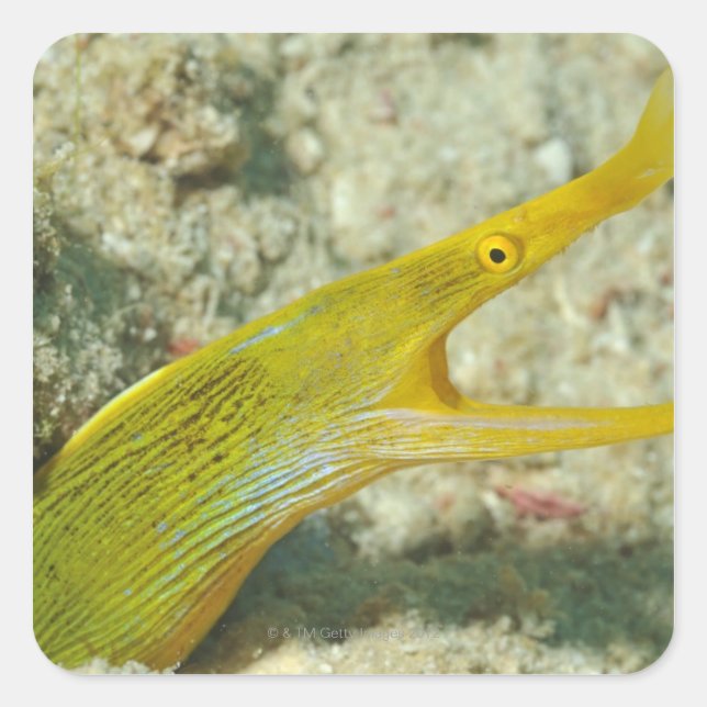 Island of Borneo, Sipadan Island Square Sticker (Front)