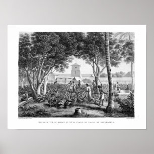 Island of Guam: Natives at Work in the Garden of t Poster