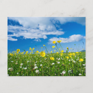 island of South Uist   Scotland Postcard