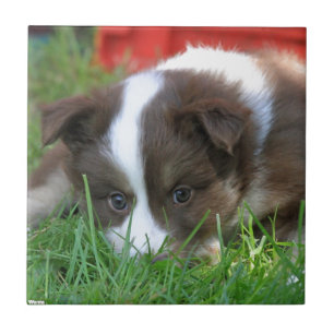 Islandhund Ceramic Tile
