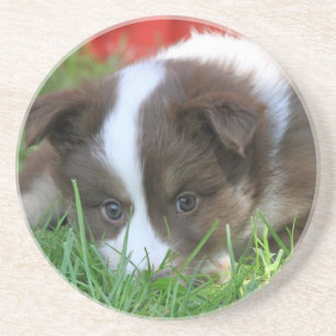 Islandhund Coaster
