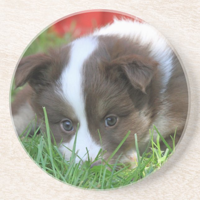 Islandhund Coaster (Front)