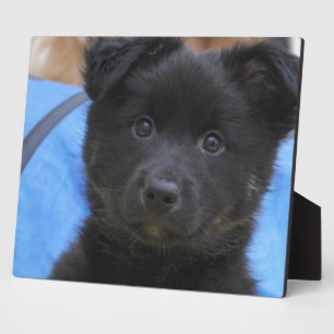 Islandhund - Icelandic Sheepdog Plaque