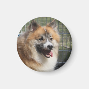 Islandhund Magnet