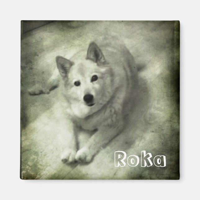 Islandhund Roka Magnet (Front)