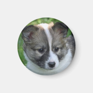 Islandhundwelpe Magnet