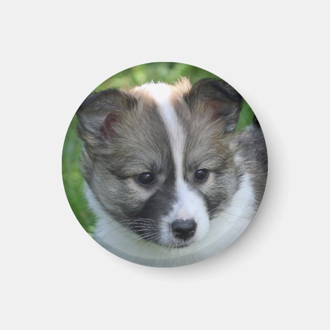 Islandhundwelpe Magnet (Front)