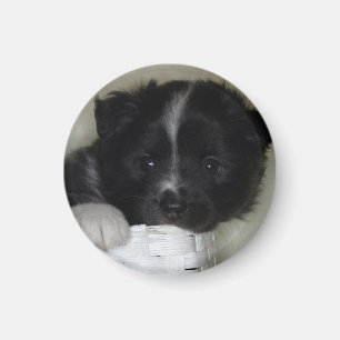 Islandhundwelpe Magnet
