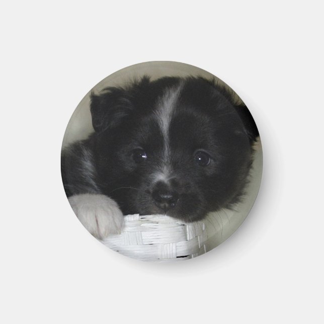 Islandhundwelpe Magnet (Front)