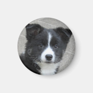 Islandhundwelpe Magnet