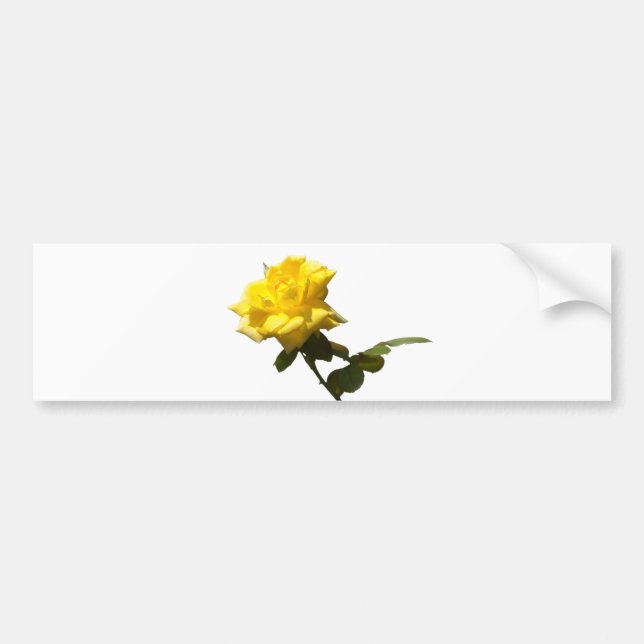 Isolate Yellow rose Bumper Sticker (Front)