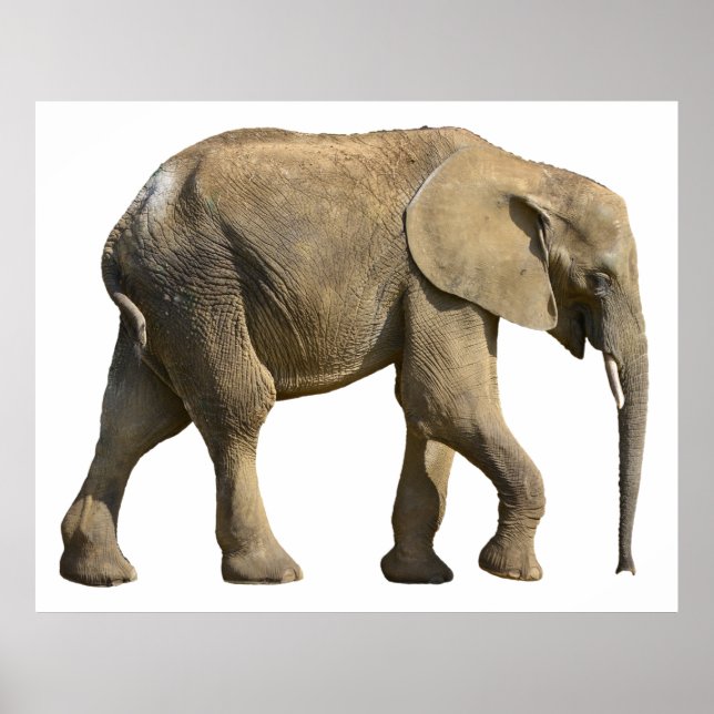 Isolated African elephant Poster (Front)