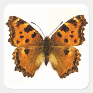Isolated Blackleg Tortoiseshel butterfly Postcard Square Sticker