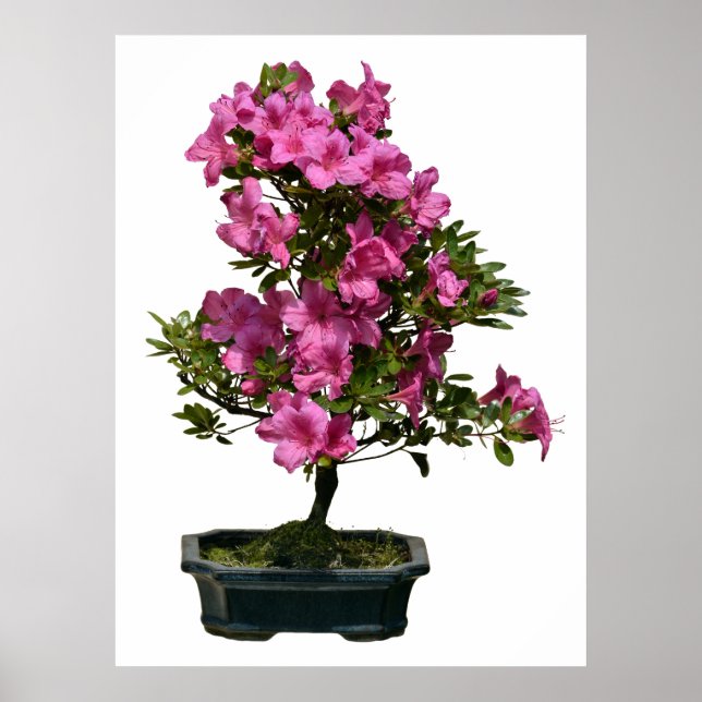 Isolated bonsai rhododendron blooming poster (Front)