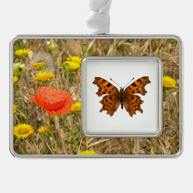 Isolated Comma butterfly Postcard Poster Silver Plated Framed Ornament (Front)
