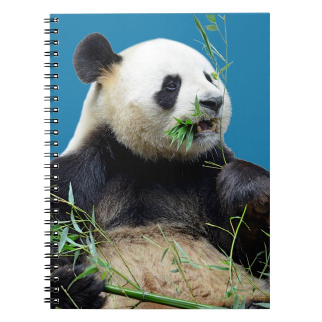 Isolated giant panda eating bamboo notebook (Front)