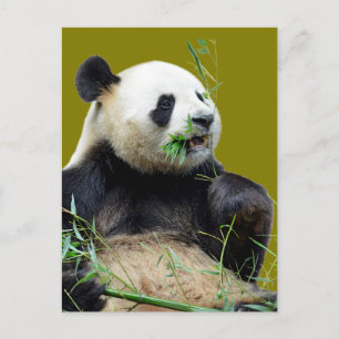 Isolated giant panda eating bamboo postcard
