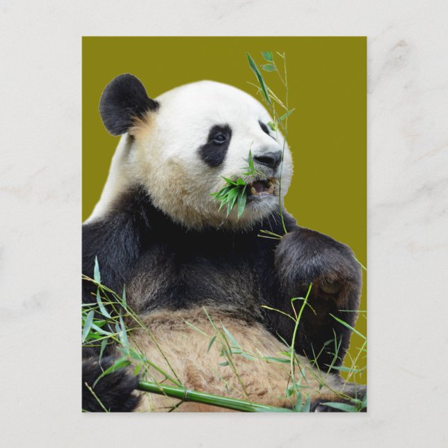 Isolated giant panda eating bamboo postcard (Front)