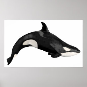 Isolated killer whale poster