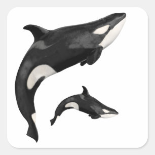 Isolated killer whale square sticker