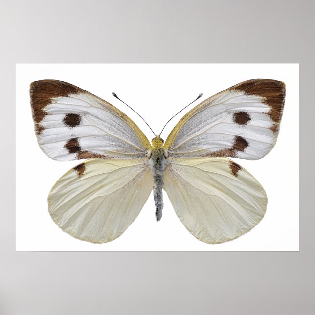 Isolated Large White butterfly PNG Poster (Front)