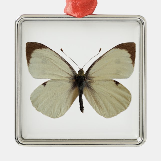 Isolated male Large White butterfly   Metal Ornament (Front)