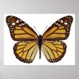 Isolated monarch butterfly PNG Poster