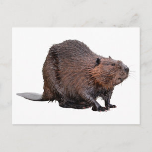 Isolated North American Beaver Postcard