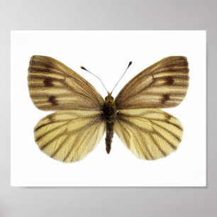 Isolated of green-veined white butterfly postcard  poster