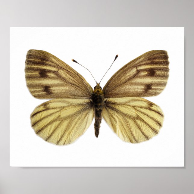 Isolated of green-veined white butterfly postcard  poster (Front)