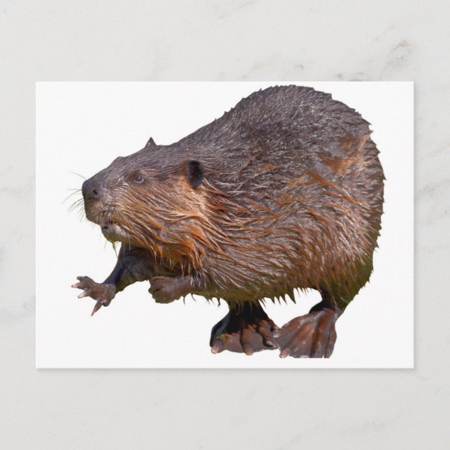 Isolated of North American Beaver Postcard (Front)