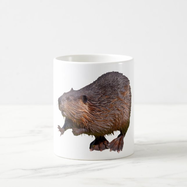 Isolated of North American Beaver Postcard Square  Coffee Mug (Center)