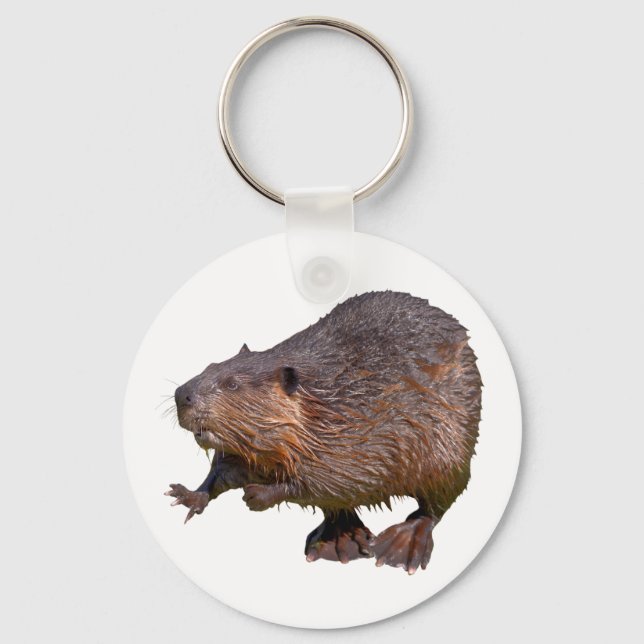 Isolated of North American Beaver Postcard Square  Key Ring (Front)