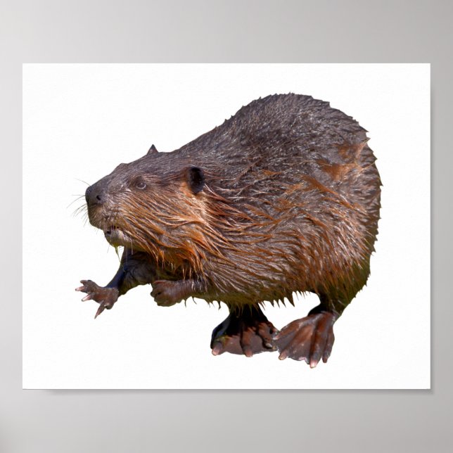 Isolated of North American Beaver Postcard Square  Poster (Front)