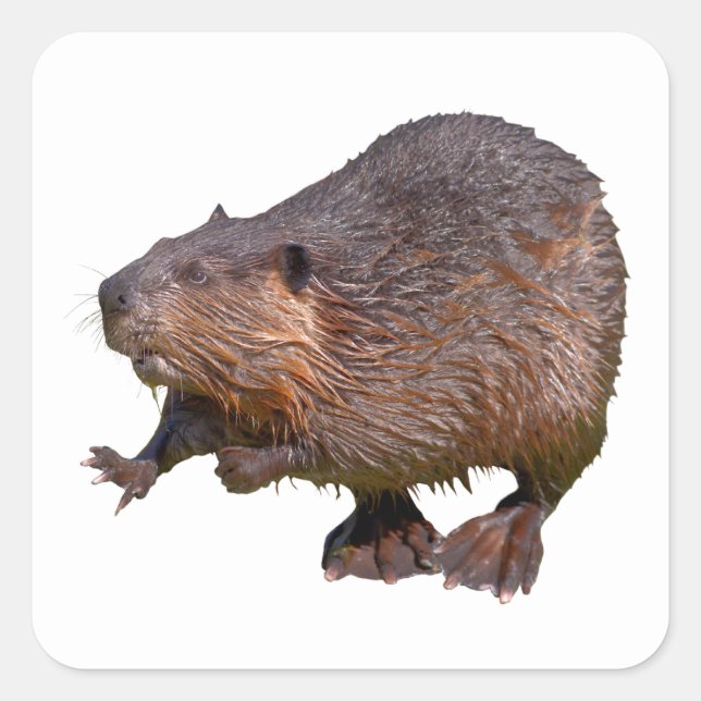 Isolated of North American Beaver Postcard Square  Square Sticker (Front)