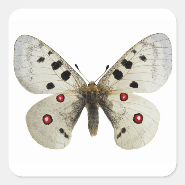Isolated parnassius apollo postcard square sticker (Front)