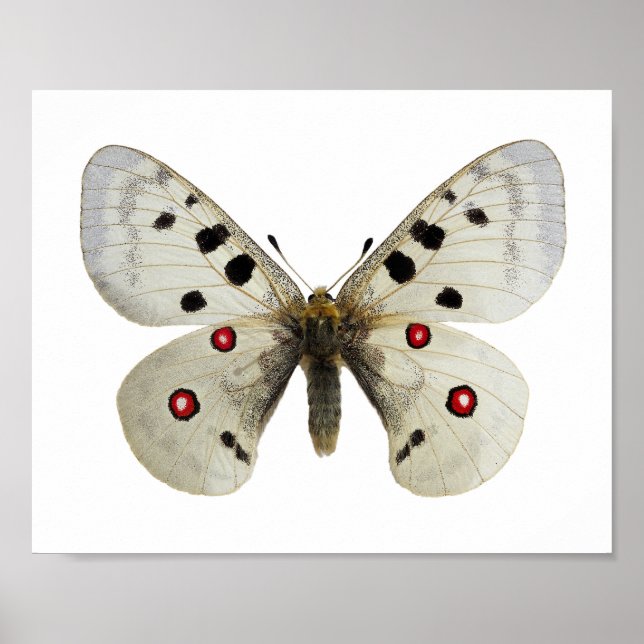Isolated parnassius apollo postcard square sticker poster (Front)