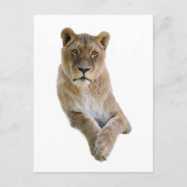 Isolated portrait of lioness postcard (Front)