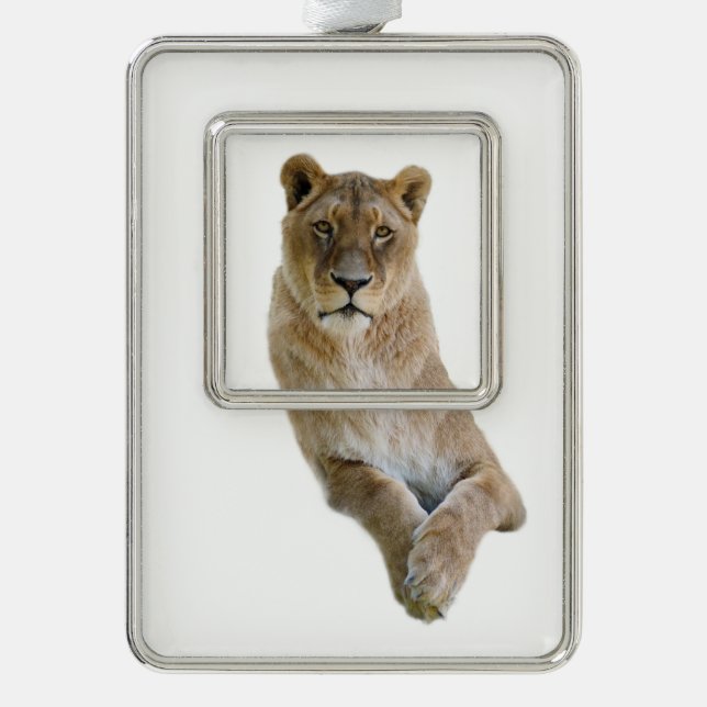 Isolated portrait of lioness postcard classic roun silver plated framed ornament (Front)