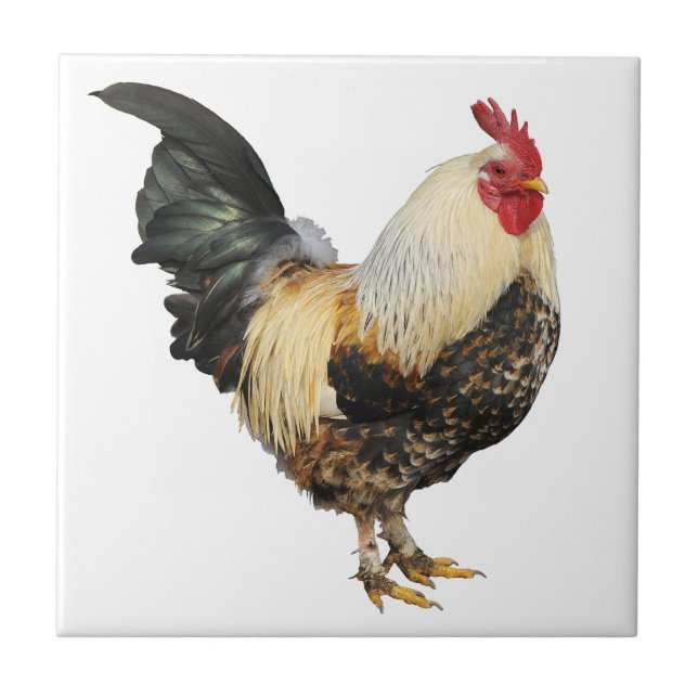 Isolated rooster tile (Front)